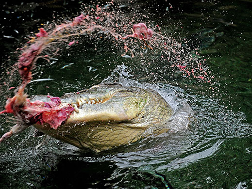 24 hours in pictures: crocodile at Sydney Wildlife World