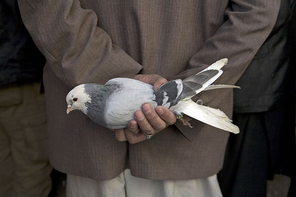 24 hours: An man holds a pigeon at the bird market in Kabul