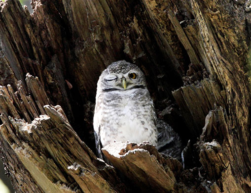 24 hours: A spotted owlet perches on a tree at Chalermphakieat temple in Bangkok