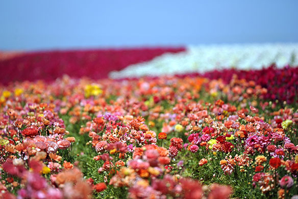 24 hours in pictures: Carlsbad, US: The flower fields at Carlsbad Ranch