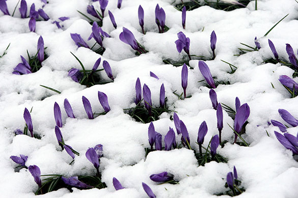 Spring snow: Spring flowers buried in snow near Denny, Scotland