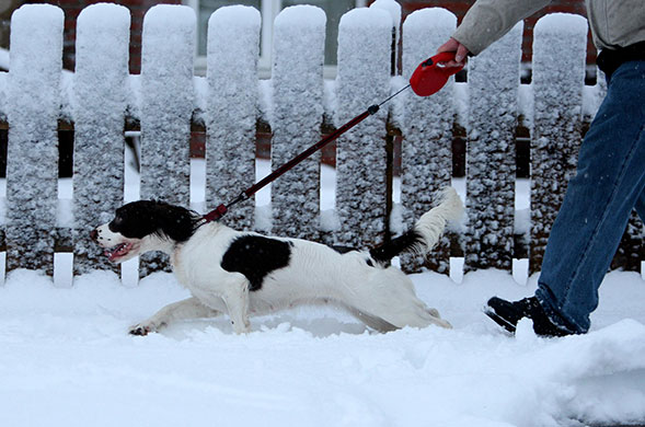 Spring snow: snow in scotland