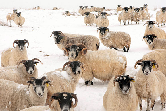 Spring snow: Sheep in the snow in the Scottish Borders 