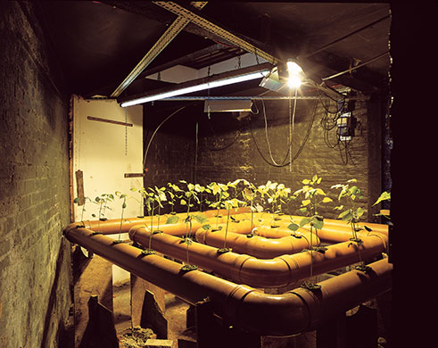 Mike Nelson: Mike Nelson