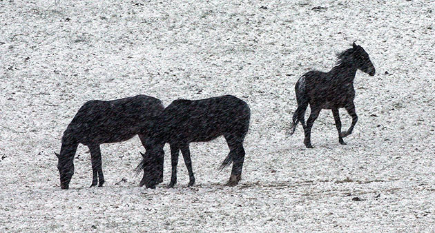 24 hours in pictures: Trim, Ireland: Horses in the snow