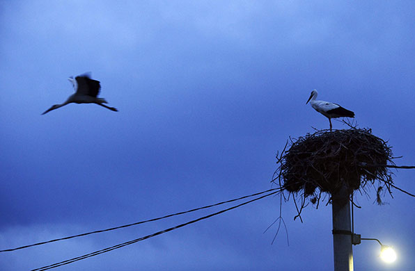 24 hours in pictures: Skopje, Macedonia: A stork flies at sunset in Petrovec village