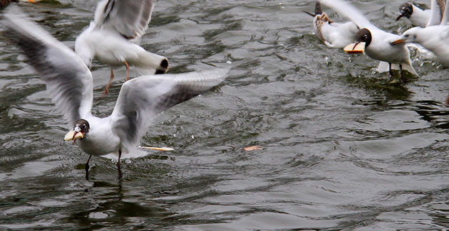 Sabine Thole: Sabine Thole participates in the capturing movement monthly assignment