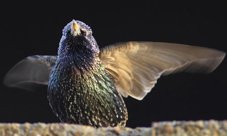 A starling adopts a menacing pose