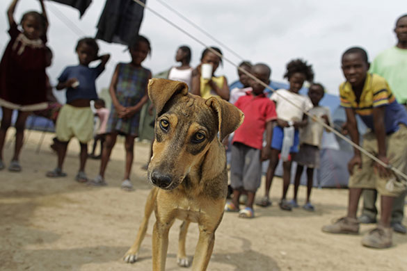 24 hours in pictures: A dog and children at a camp for earthquake survivors in haiti