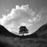 In pictures: Maturity: English oak at Sycamore Gap
