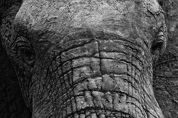 In pictures: Maturity: Tsavo elephant