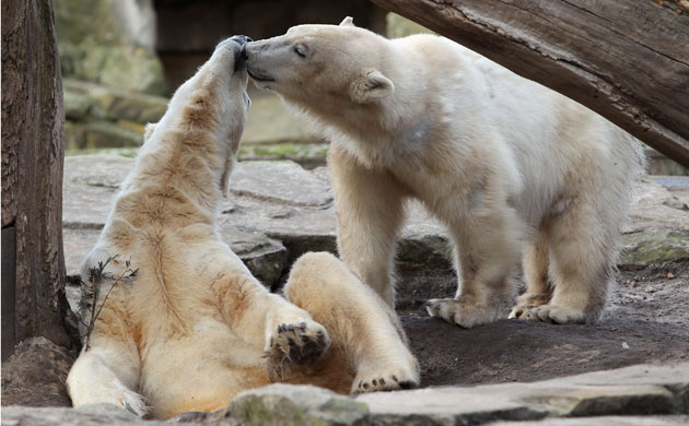 Week in Wildlife: Knut Enjoys Giovanna's Company