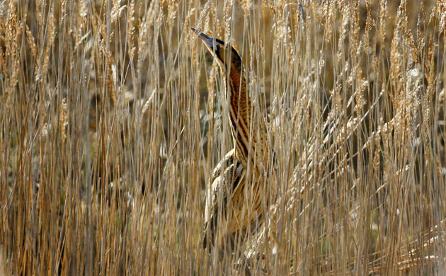 Week in Wildlife: A rare Bittern takes shelter in a reedbed 