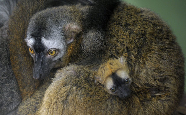 Week in Wildlife:  A red-fronted lemur  mother is seen with her offspring