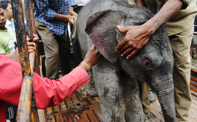 Week in Wildlife: A newborn baby elephant, in Deepor Beel Wildlife Sanctuary , Guwahati