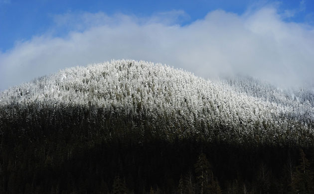 Week in Wildlife:  Snow covers trees on a hilltop at Whistler Olympic Park, Canada