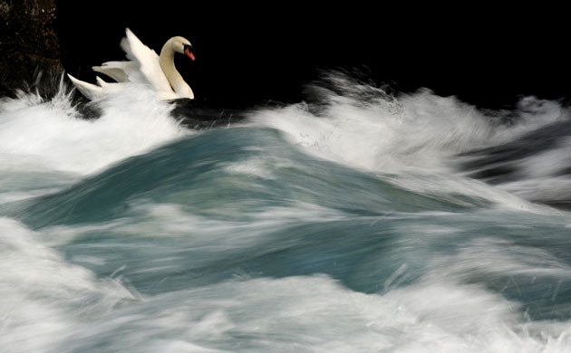 Week in Wildlife: Swan swims at the river mouth between the River Drim and Ohrid Lake
