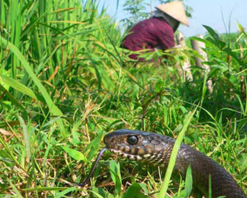 Week in Wildlife: Oriental Rat Snakes