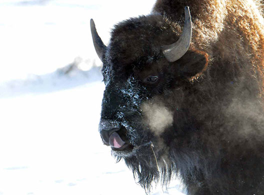 Week in Wildlife: American Bison