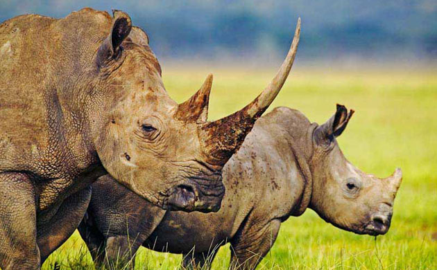 Week in Wildlife: The release of six alleged rhino poachers in Zimbabwe