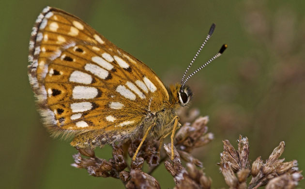 Week in wildlife: Duke of Burgundy butterfly