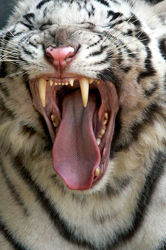 Week in wildlife: White Tiger from China