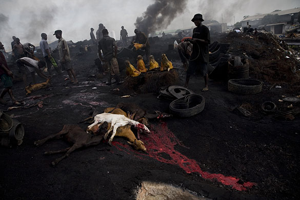 The Curse of Black Gold: Environmental and human impact of oil extraction in Niger Delta, Nigeria