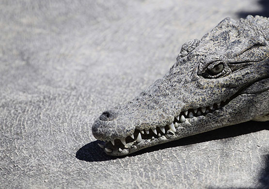 24 Hours in Pics: A crocodile rests in the Zapata Swamp Biosphere Reserve Park