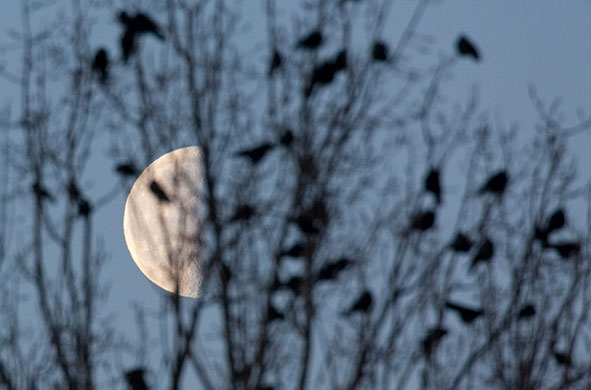 24 hours in pictures: Half moon at morning sky in Frankfurt an der Oder, German