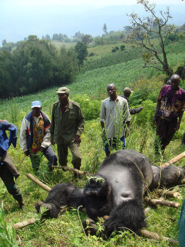 Orphan mountain gorillas: Bodies of mountain gorillas killed in the massacre of the Rugendo family