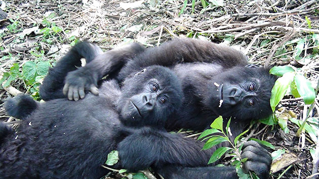 Orphan mountain gorillas: Ndakasi and Ndeze at the Senkwekwe Centre