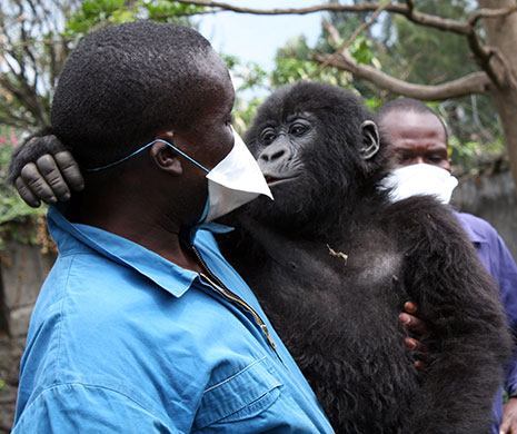 Orphan mountain gorillas: Ndeze, one of only two captive baby orphan mountain gorillas in the world