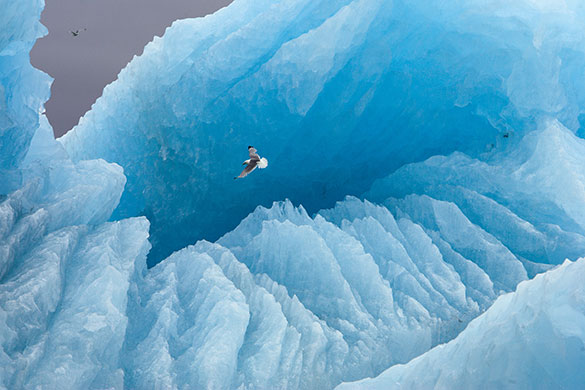 Paul Nicklen: Polar Obsession