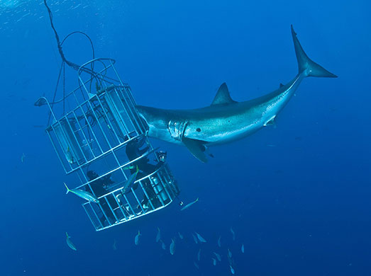 Shark attack : The diver puts his hand into the mouth of the shark