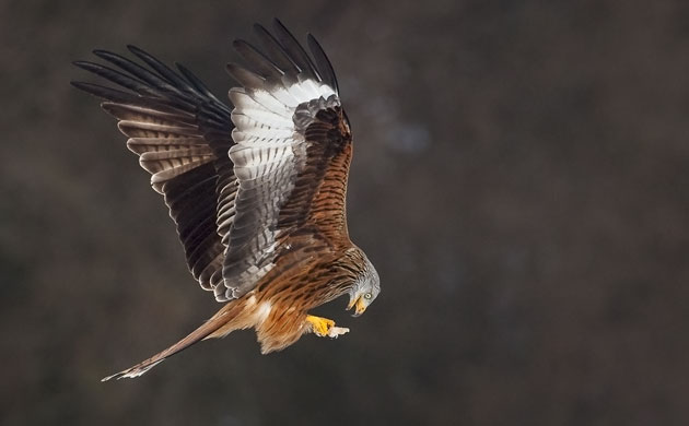 Natural England Report: Lost Life: England’s lost and threatened wildlife