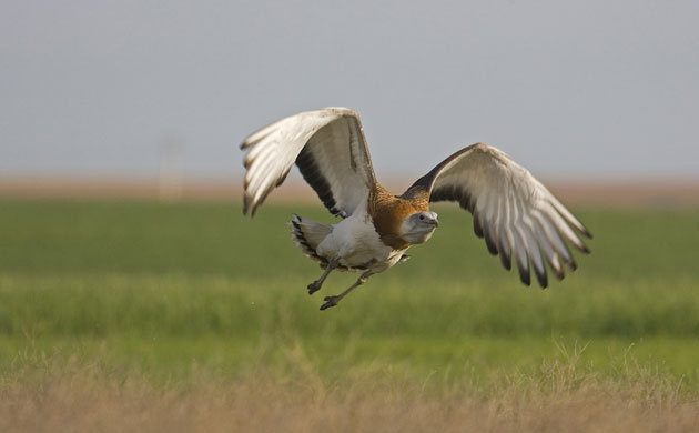 Natural England Report: Lost Life: England’s lost and threatened wildlife