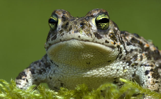 Natural England Report: Lost Life: England’s lost and threatened wildlife