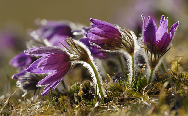 Natural England Report: Lost Life: England’s lost and threatened wildlife