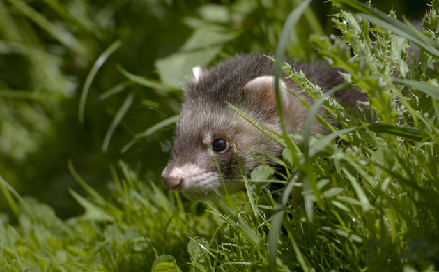 Natural England Report: Lost Life: England’s lost and threatened wildlife