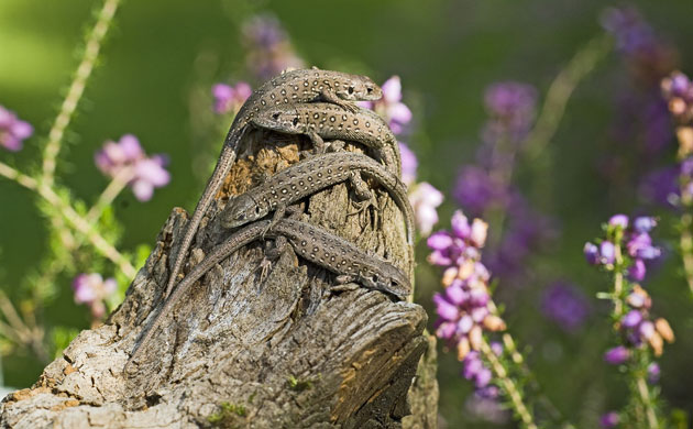 Natural England Report: Lost Life: England’s lost and threatened wildlife