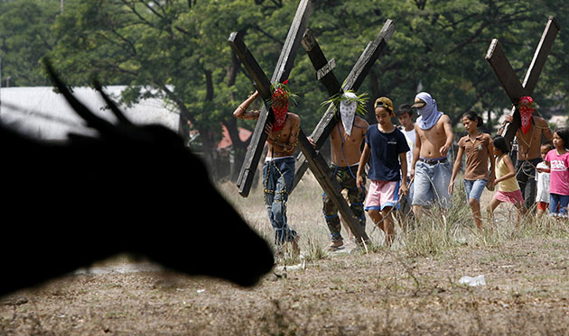 Holy week: Angeles city, Phillipines: Penitents carry wooden crosses