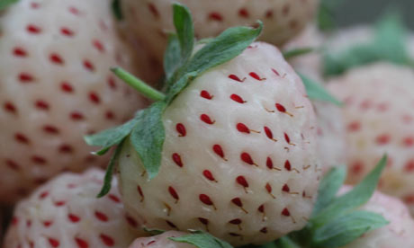 http://static.guim.co.uk/sys-images/Guardian/Pix/pictures/2010/4/1/1270122841640/Pineberry-001.jpg