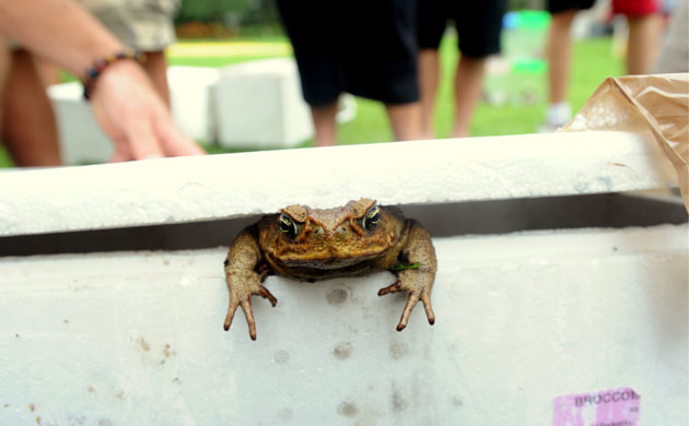 Week in wildlife: Toad Day Out collection event in Cairns