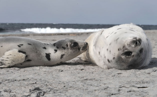 Week in wildlife: Record numbers of young harp seals die in the Gulf of St. Lawrence, Canada