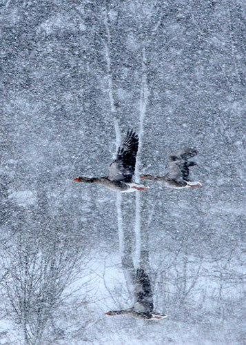 Week in wildlife: Geese take flight in a snow storm at Carronbridge