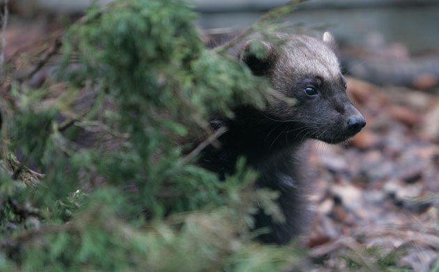 Week in wildlife: the wolverine has joined ZSL Whipsnade Zoo as part of Wild Wild Whipsnade 