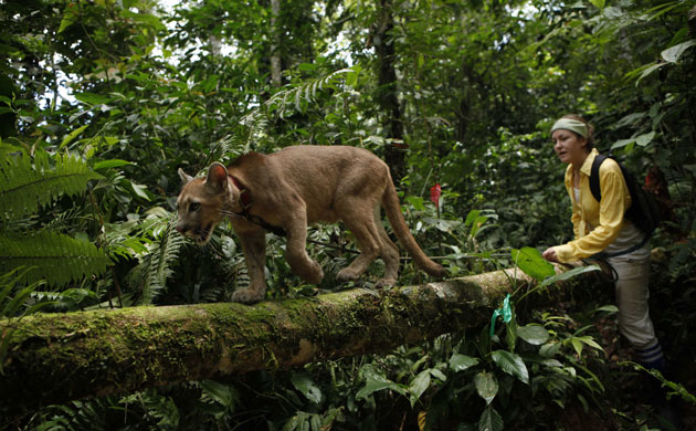 Week in wildlife: A baby cougar is walked by a volunteer, Bolivia