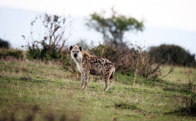 Week in wildlife: Kenyan Safari