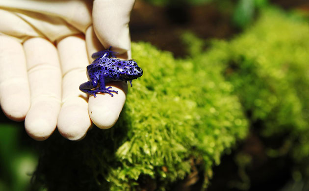 Week in wildlife: One of 15 highly colourful deadly Poison Arrow Frogs