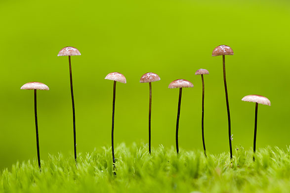 Wild Europe: Horsehair parachute mushrooms